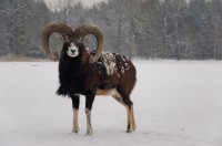 Zima 2014/2015 v oboře - vždy zvědavý muflon