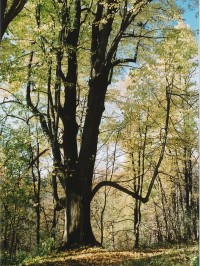 památný strom na Hradisku