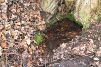 Studánka Pod topolem