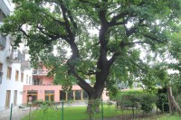 Brno - památný dub na Vídeňské
