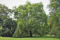 Mohutný platan je vyhlášen za chráněný strom