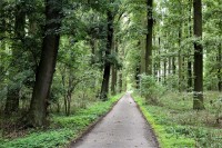Zpevněná lesní komunikace vinoucí se Bedřichovým lesem