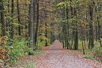 Cestou v Milíčovském lese