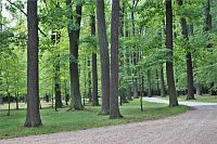 Parkový les se rozkládá v zadní části parku
