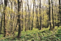 Lesnatá severní stráň