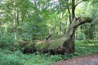 Lužní les s padlým prastarým dubem u turistické cesty