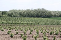 Nové vinohrady obepínají skalnaté výchozy