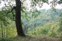 Lesní porosty v okolí Koňského spádu