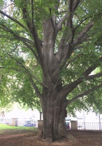 Detail kmene stromu z parku