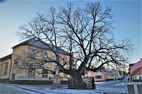 Brno-Bystrc - památná lípa srdčitá v zimě, kdy je jedinečný pohled na habitus stromu
