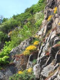 Skalnaté Tasovické svahy s tařicí skalní