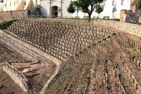 Znojmo - Rajská zahrada, nově zakládaná vinice