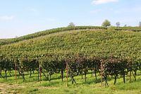 Přítlucká hora je z velké části posázena vinohrady