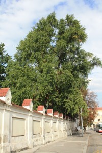 Strom v letním období