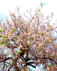 Koruna  stromu s květy
