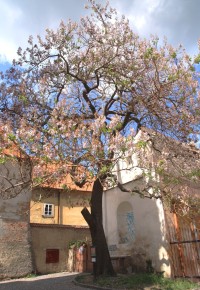 Mikulov - pavlovnie plstnatá na jaře
