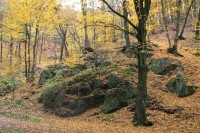 Přírodní rezervace Střelický les