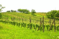 Velkopavlovické vinohrady