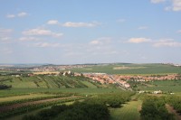 Modrohorská stezka prochází mírně zvlněnou krajinou posetou vinicemi. V popředí obec Bořetice, v pozadí obec Kobylí a vpravo pak obec Vrbice.