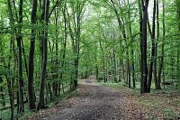 V okolí lesoparku Holedná se vyskytují převážně listnaté dubohabrové lesy