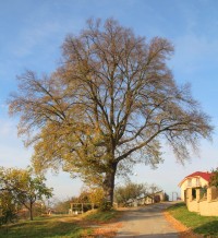 Jinačovice - Jinačovická lípa