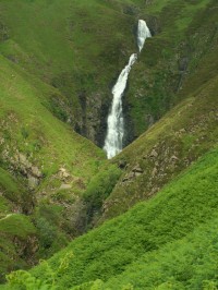 Grey Mare´s tail