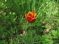 Chráněný tulipán