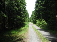 Krásná lesní cesta
