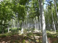 Přírodní rezervace Jaronínská bučina - CHKO Blanský les