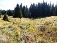 Zlatá Studna U Mezilesní slatě - Národní park Šumava