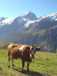 Jižní Alpy - Ve stínu La Meije - Francie 2008 - 6. část