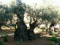 Getsemanská zahrada.Olivovníky prý pamatují Ježíše