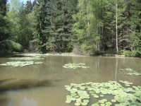 jeden z rybníčků který napájí bezejmenný přítok Újezdzkého potoka