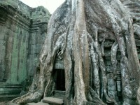 kořeny kapokového stromu