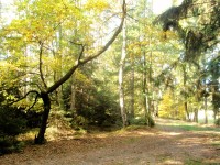 Podzimní les u St. Splavů