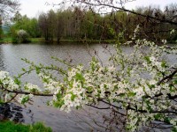 Jaro u rybníka