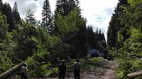 Kácení stromů v lesích Karpat.