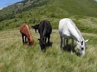 Koně v horách nad Koločavou.