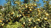 Zahrady plné zrajících citrónů.