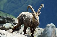 Queyras - přírodní park v Cottienských Alpách.