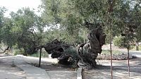 500 let starý olivovník v Exo Chora.