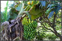 Banánovník v Agaete valley.