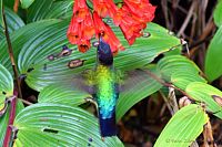 Kostarika - flóra a fauna.