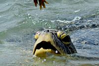 Želva na pláži v Hikkaduwě.