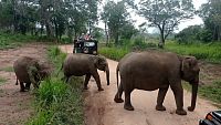 Srí Lanka - safari v NP Minneriya.