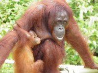 Orangutan Island v Malajsii.