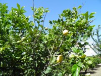 citroníky s dozrávajícími plody.