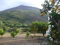 na Stromboli se pěstují citrusy.