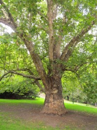 Platan javorolistý – památný strom v zahradě Kinských v Praze