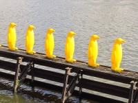 Žlutí plastoví tučňáci na Vltavě